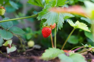 El cuidado de las fresas antes de cosecha